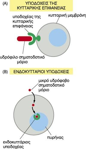 Σηματοδοτικά μόρια που ενεργοποιούν πυρηνικούς υποδοχείς Υδρόφοβα σήματα που διαπερνουν