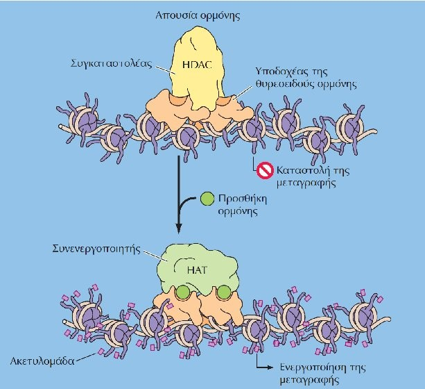 Γονιδιακή ρύθμιση από τον υποδοχέα της θυρεοειδούς ορμόνης HDAC: