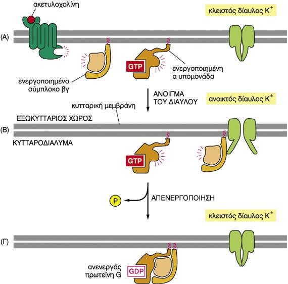 Έμμεση ρύθμιση διαύλων ιόντων απο πρωτείνες G Το παράδειγμα του υποδοχέα της ακετυλοχολίνης στα καρδιομυοκύτταρα Η ενεργοποιημένη α-υπομονάδα