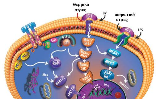 ΗΖΚΑΓ ΓΚΓΡΓΟΠΟΖΟΤΙΓΚΓ ΑΠΟ ΙΖΣΟΓΟΚΑ (Mitogen-Activated Protein Kinases, MAPKs) Το σύστημα των MAP κινασών Σμ ζφζηδια ηςκ ΜΑΡ ηζκαζχκ είκαζ έκα ηοηηανμπθαζιαηζηυ ζφκμθμ απυ ηζκάζεξ πνςηεσκχκ, μζ μπμίεξ