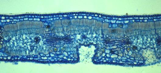 Ετερόπλευρο φύλλο Nerium oleander (δικότυλο) δρυφακτοειδές παρέγχυμα εφυμενίδα επιδερμίδα κολλέγχυμα ξύλωμα σκληρέγχυμα σπογγώδες