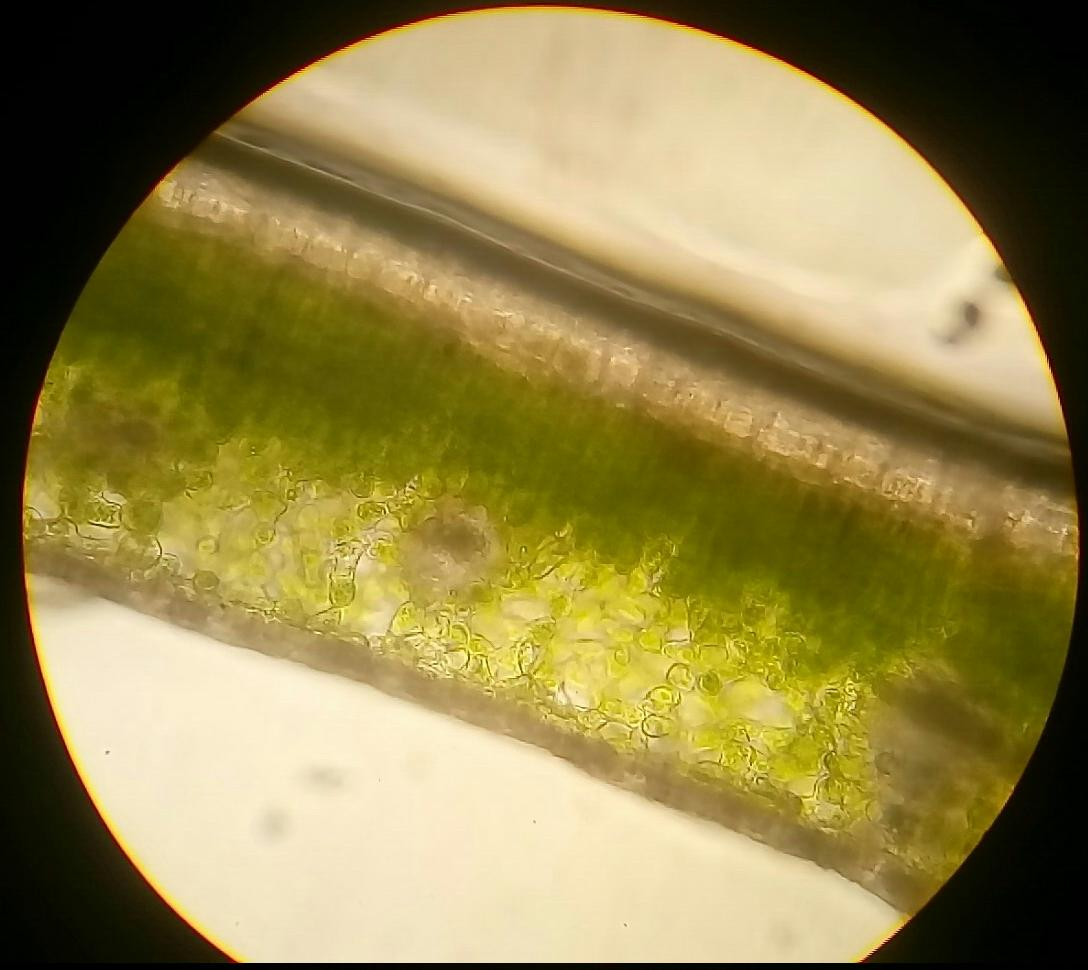 Νωπό: εγκάρσια τομή φύλλου δικότυλου ηθμαγγειώδης δεσμίδα άνω