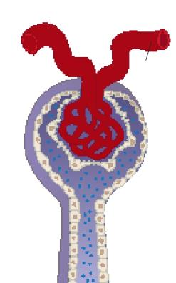 Mechanism of action of RAAS blockers Normal Dilated afferent arteriole Diabetes CCB Constricted efferent arteriole (increased