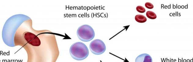 The Role of the Renin-Angiotensin System in the Regulation of Erythropoiesis D. V. Vlahakos et al.