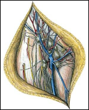 15 Η μείζων σαφηνής (εικ 6) φέρεται από το έσω σφυρό κατά μήκος της έσω επιφάνειας της κνήμης μέχρι τον έσω κνημιαίο και μηριαίο κόνδυλο καi συνοδεύεται από το μείζον σαφηνές νεύρο.