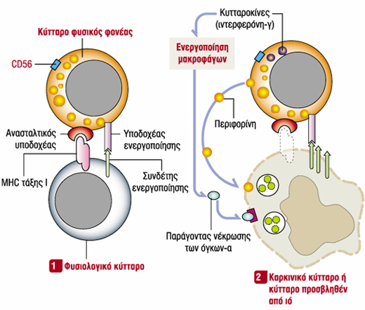 Δράση κυττάρων φυσικών φονέων (ΝΚ) κύτταρα φυσικοί φονείς: εκφρά-ζουν υποδοχείς ενεργοποίησης, ανασταλτικούς υποδοχείς και το CD56, δεν ενεργοποιούνται από το αντιγόνο, δεν εκφράζουν τον TCR, τα ΝΚ