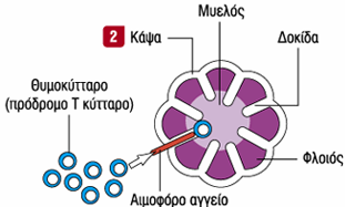 Ανάπτυξη θύμου προσέλκυση πρόδρομων θυμοκυττάρων (14 η βδ) από το μυελό των οστών,
