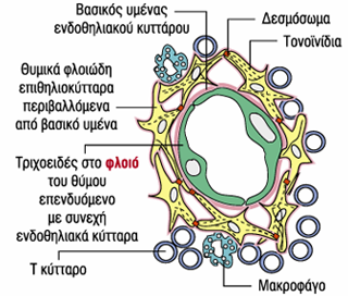 Δομή θύμου επιθηλιακά κύτταρα συνδέονται με δεσμοσώματα και περιβάλλουν τριχοειδή, μεταξύ επιθηλιακών κυττάρων και τριχοειδών υπάρχει διπλός βασικός
