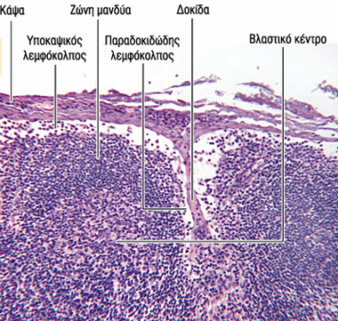 Εξωτερικός φλοιός περιέχει Β λεμφοκύτταρα και ειδικές δομές, τα λεμφοζίδια, πρωτογενή λεμφοζίδια : σφαιρικές δομές με άωρα Β κύτταρα και κύτταρα