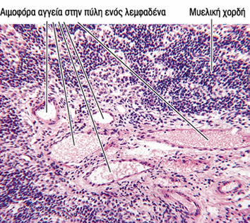 Μυελός Κυτταροβριθείς μυελικές χορδές : Β-λεμφοκύτταρα, πλασματοκύτταρα, μακροφάγα, μυελικοί λεμφόκολποι : επένδυση από ενδοθηλιακά