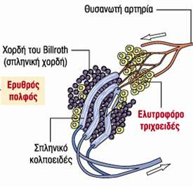 Ερυθρός πολφός σπληνικές χορδές (χορδές του Billroth): παρέγχυμα από δικτυωτά στηρικτικά