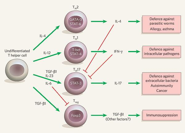 ΡΥΘΜΙΣΗ ΔΙΚΤΥΟΥ T-helper cell