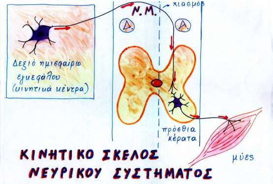 Πυραμιδικά δεμάτια και κινητικός φλοιός Το κυριότερο κέντρο του πυραμιδικού βρίσκεται στο φλοιό του εγκεφάλου που ονομάζεται κινητικός φλοιός Οι νευράξονες της περιοχής αυτής κατεβαίνουν από το φλοιό