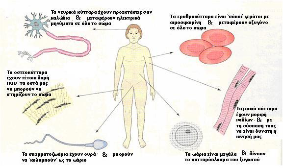 Κοιτάξτε και πάλι πόσο