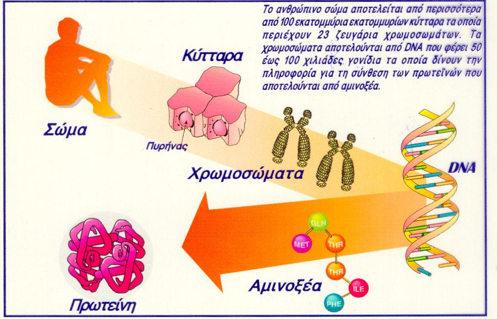 Χρωμοσώματα- γονίδια - DNA