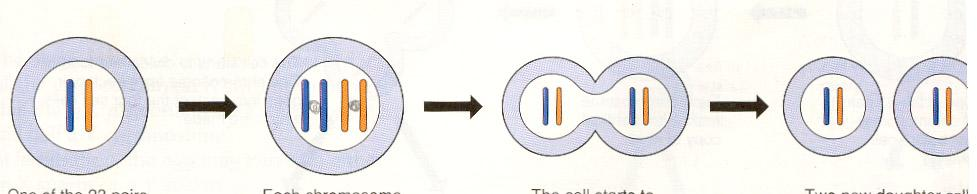 Η μίτωση σχηματικά: για 1 κύτταρο με 1 ζεύγος ομόλογων χρωμοσωμάτων Ξκξ (1) (2) (3) (4) Στο σχήμα φαίνεται 1κύτταρο με 1 μόνο ζεύγος ομόλογων χρωμοσωμάτων για συντομία (1 «μπλε» και 1 «κόκκινο») (1)