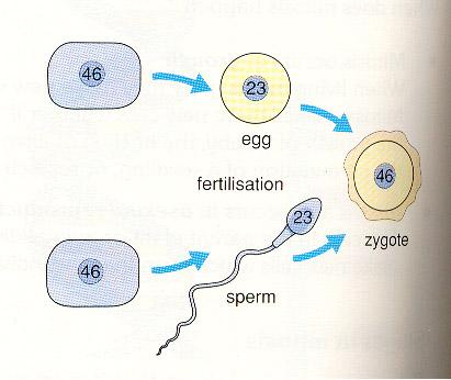 Κυτταρική διαίρεση: μείωση Τι θα συνέβαινε αν το ωάριο και το σπερματοζωάριο.