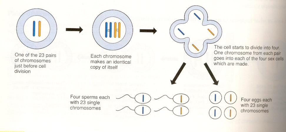 Η μείωση σχηματικά: για 1 κύτταρο με 1 ζεύγος ομόλογων χρωμοσωμάτων Κλκ Στο σχήμα φαίνεται 1κύτταρο με 1 ζεύγος ομόλογων χρωμοσωμάτων για συντομία (το «μπλε» από τον πατέρα και το «κόκκινο» από τη