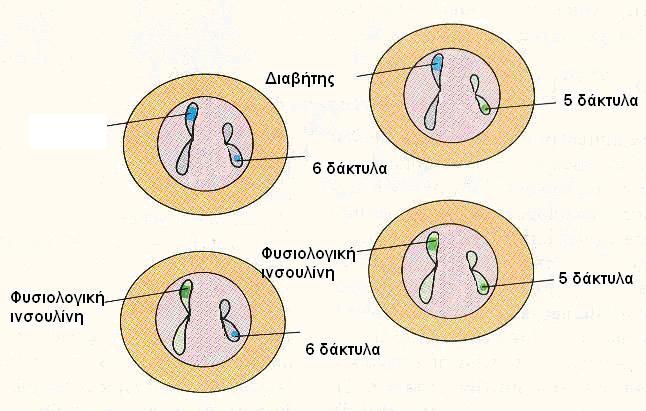 «Μείωση & ποικιλομορφία»: ΤΥΧΑΙΟΣ ο διαχωρισμός χρωμοσωμάτων - άρα γονιδίων - κατά το σχηματισμό ωαρίου - σπερματοζωαρίου Ηηξ ξκξκ