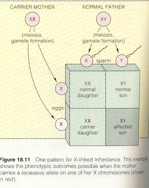 Ασθένειες & «φυλοσύνδετα γονίδια», δηλ γονίδια που βρίσκονται πάνω στο Χ και δεν έχουν αντίστοιχα στο Y Αρκεί να το φέρει η μητέρα, ώστε η ασθένεια να εκδηλωθεί στο γιο - γιατί τα αγόρια παίρνουν