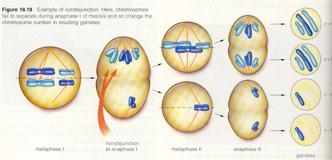 Οι «χρωμοσωμικές ανωμαλίες» Τι είναι;; - αλλαγές στον αριθμό των χρωμοσωμάτων (ή τη δομή τους) Πότε προκύπτουν;;; - όταν γονιμοποιείται ένα ωάριο που έχει λάθος αριθμό χρωμοσωμάτων Πώς όμως προκύπτει