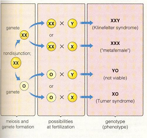 Όταν το λάθος αφορά στον μη αποχωρισμό των ΧΧ χρωμοσωμάτων και τα παραγόμενα ωάρια γονιμοποιούνται έχω μία σειρά από σύνδρομα όπως.