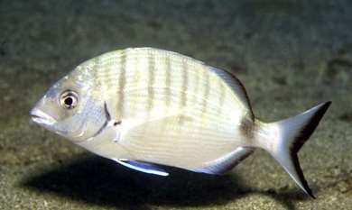 Σαργός, Diplodus sargus sargus (οικ. Sparidae) Bauchot, 1987 Photo by Patzner Robert, www.fishbase.