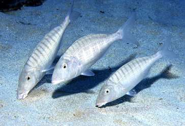 Μουρμούρα, Lithognathus mormyrus (οικ. Sparidae) 1/2 Schneider, 1990 Photo by Patzner Robert, www.fishbase.