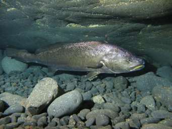 Κρανιός, Argyrosomus regius (Οικ. Sciaenidae) Schneider, 1990 Photo by Jaime E. Rodríguez Riesco, www.fishbase.