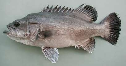 Βλάχος, Polyprion americanus (Οικ. Polyprionidae) Schneider, 1990 Photo by Pedro Niny Duarte(c)ImagDOP, www.fishbase.