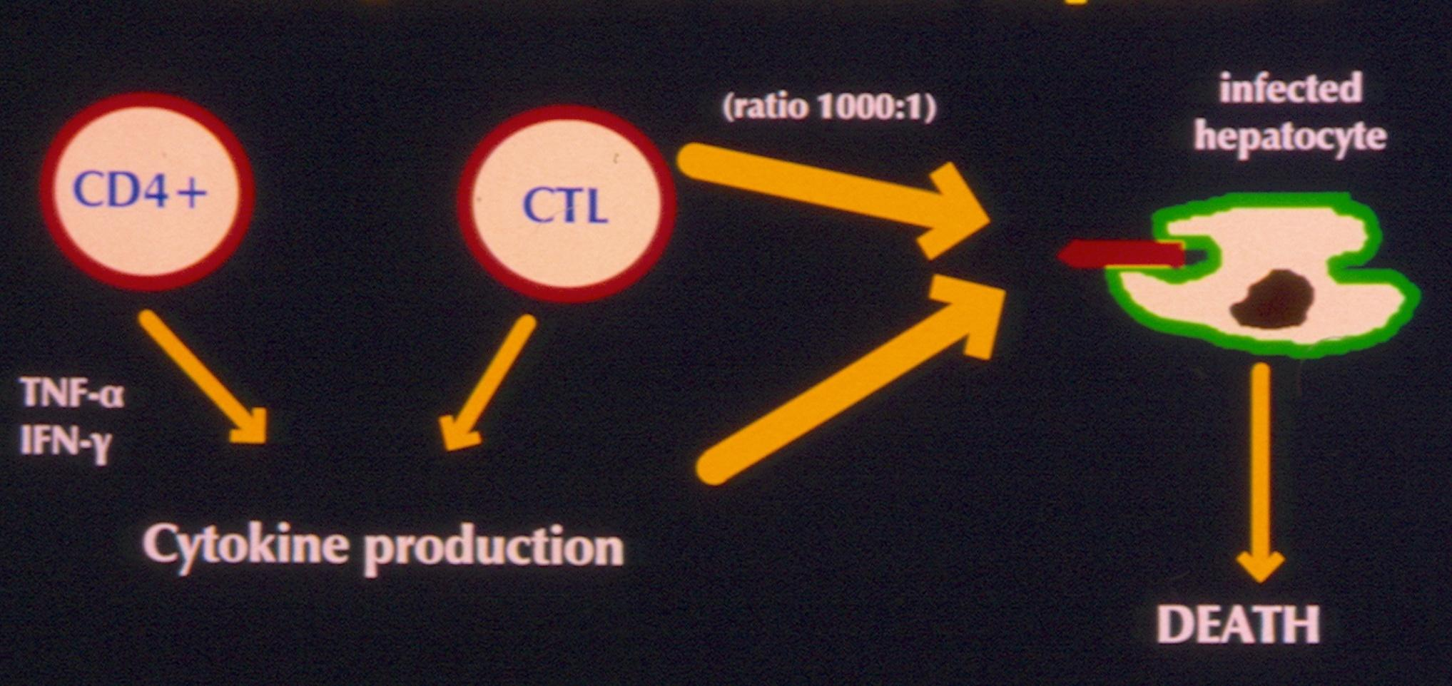 Pathogenesis of