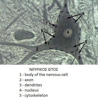 Νευρικός ιστός (φαιά ουσία νωτιαίου μυελού) ΚΝ = κινητικός νευρώνας Ρ = πυρήνας ΝΚ = νευρογλοιακό κύτταρο Δ.