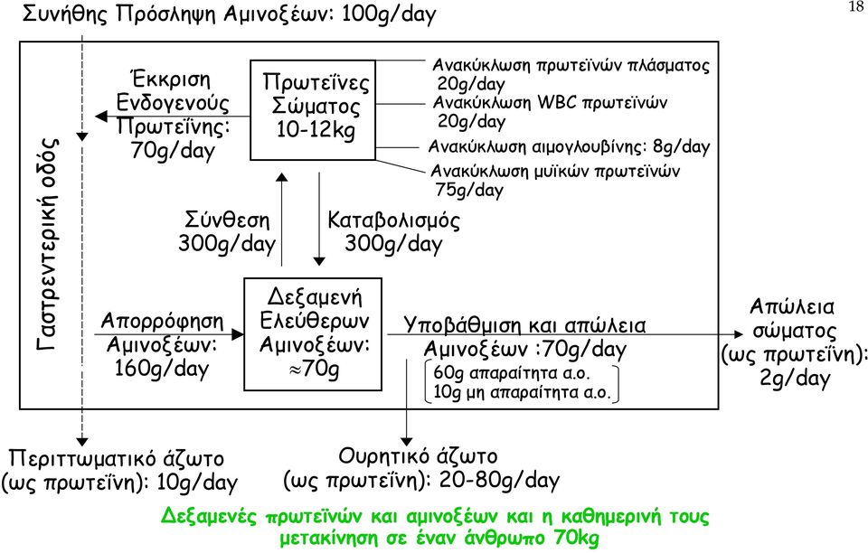 8g/day Ανακύκλωση µυϊκών πρωτεϊνών 75g/day Υποβ