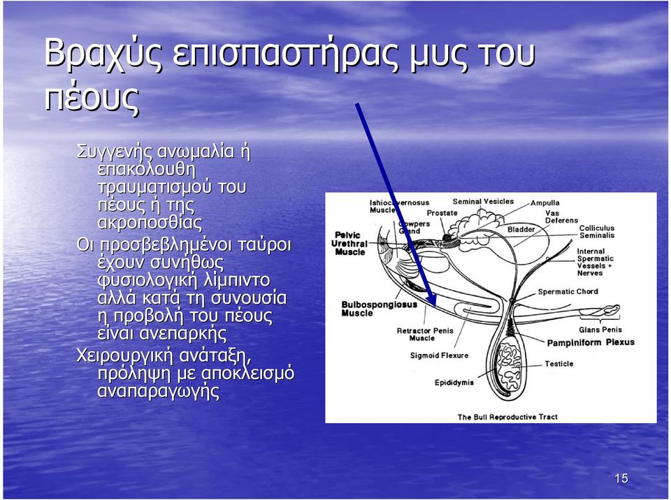 έχουν συνήθως φυσιολογική λίμπιντο αλλά κατά τη συνουσία η προβολή του