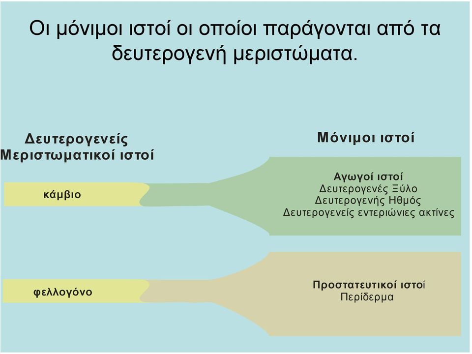 ευτερογενείς εριστωµατικοί ιστοί κάµβιο Μόνιµοι ιστοί