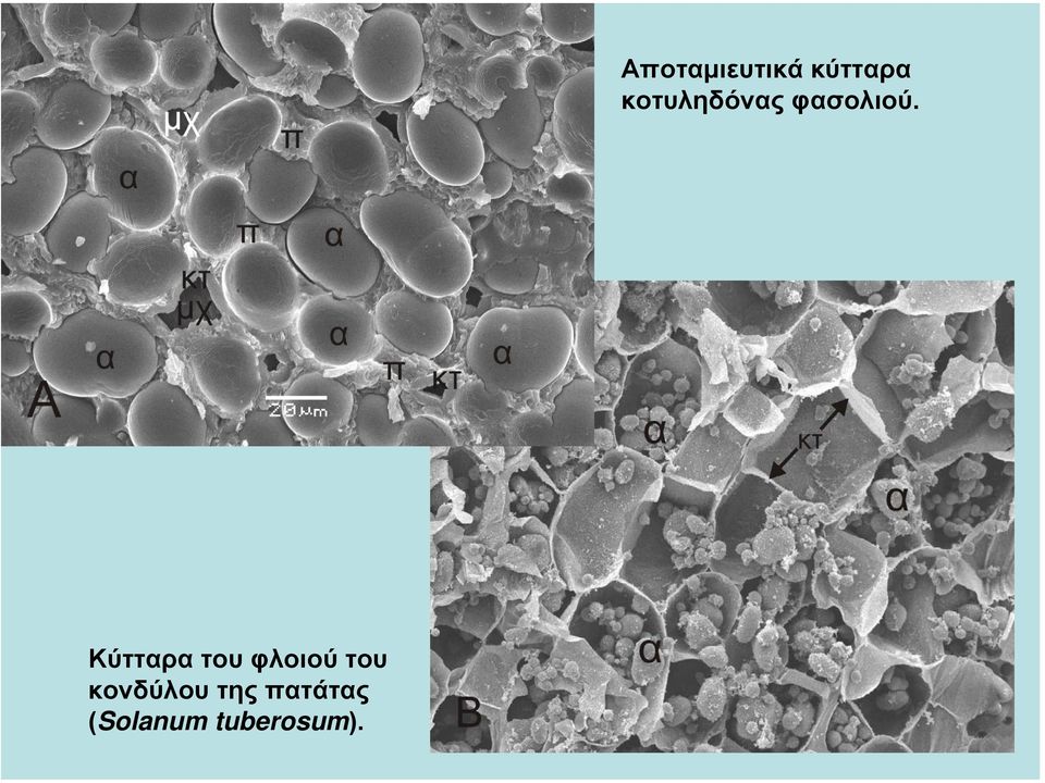 (Solanum tuberosum).