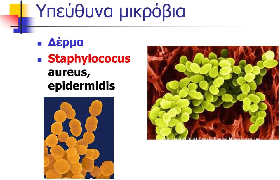 Staphylococus