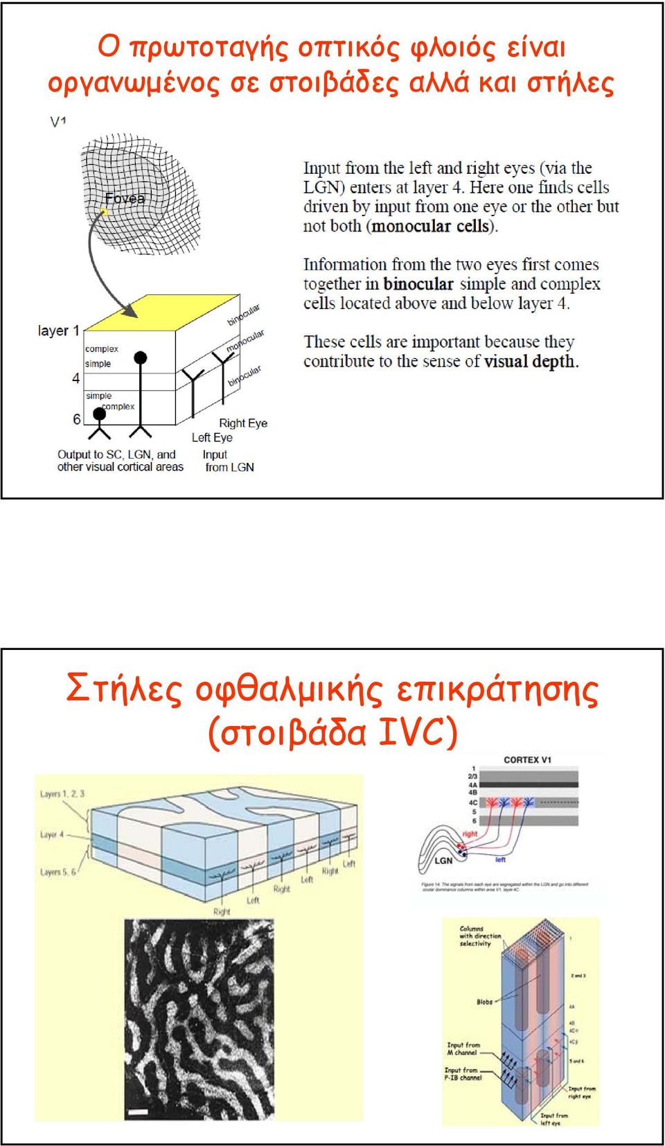 στοιβάδες αλλά και στήλες