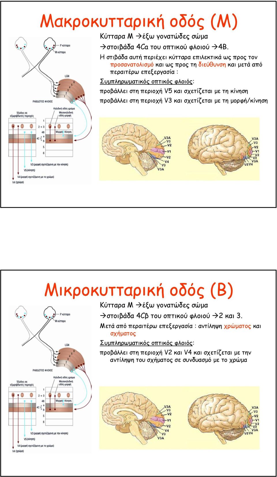 φλοιός: προβάλλει στη περιοχή V5 και σχετίζεται µε τηκίνηση προβάλλει στη περιοχή V3 και σχετίζεται µε τηµορφή/κίνηση Μικροκυτταρική οδός (Β) Κύτταρα Μ έξω