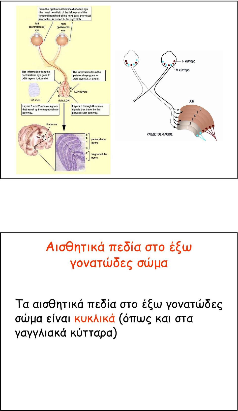 πεδία στο έξω γονατώδες σώµα