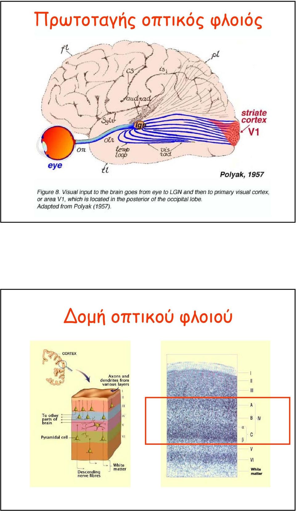 φλοιός οµή