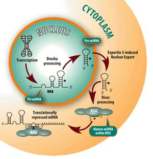 Τα micro-rnas ρυθμίζουν την