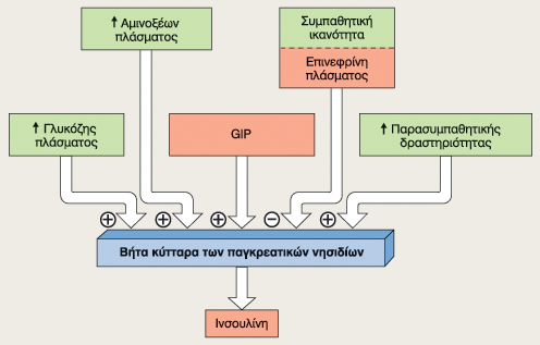 Παράγοντες που επηρεάζουν την έκκριση της ινσουλίνης Διεγέρτες της έκκριση ινσουλίνης αµινοξέα γλυκαγόνη ορµόνες του γαστρεντερικού β αδρενεργική διέγερση παρασυµπαθητική διέγερση (πνευµονογαστρικό