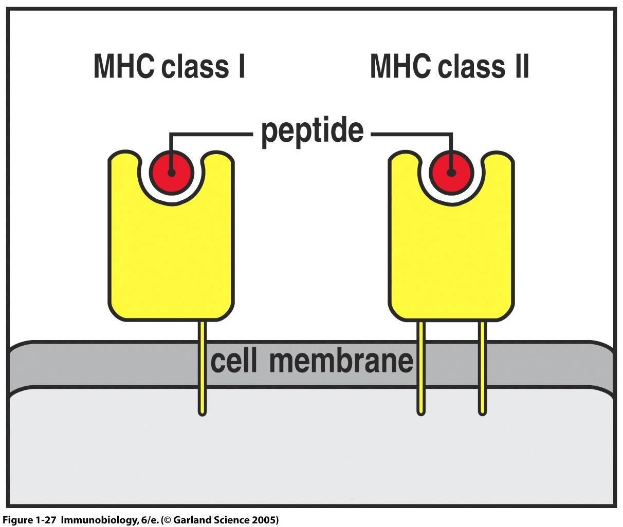 Τα MHC είναι μόρια που εκφράζονται στην επιφάνεια των κυττάρων του