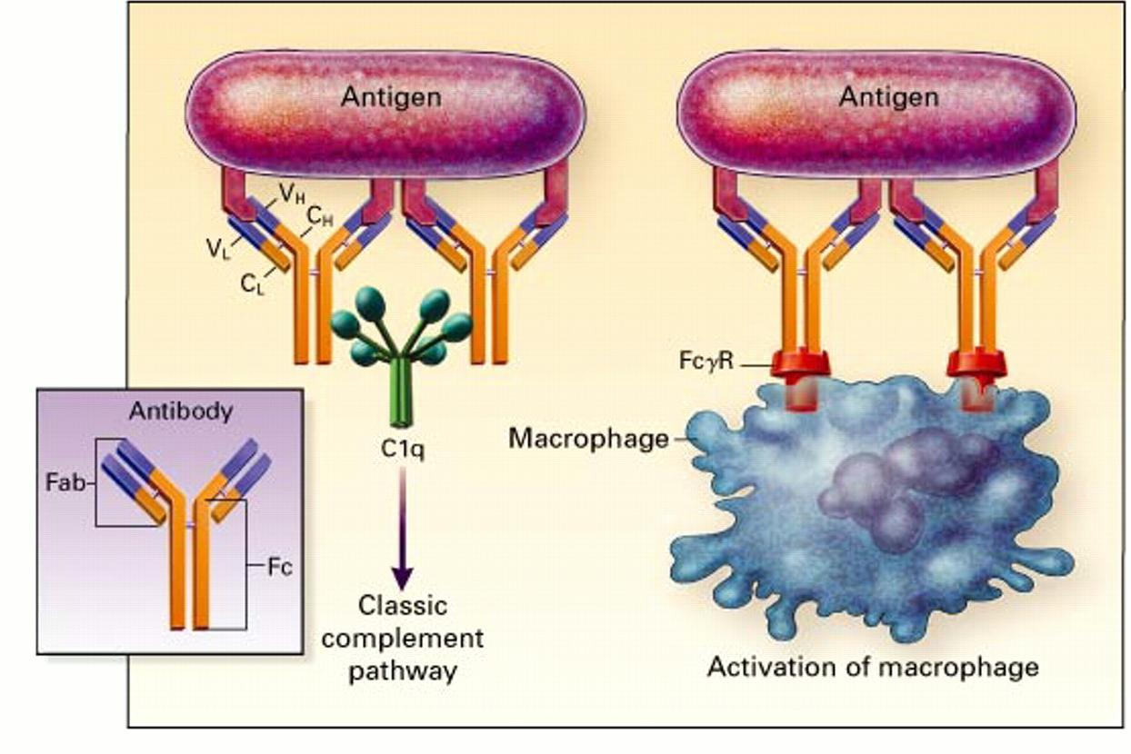 Role of antibodies Delves P and
