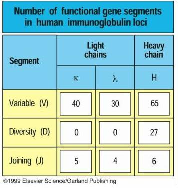 Ανασυνδυασμός γονιδιακών τμημάτων των ανοσοσφαιρινών: γένεση πολυμορφίας 40 x 5 = 200 κ αλυσίδες 30 x 4 = 120 λ