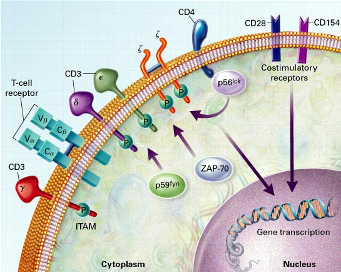 Activation of T cells Delves P and