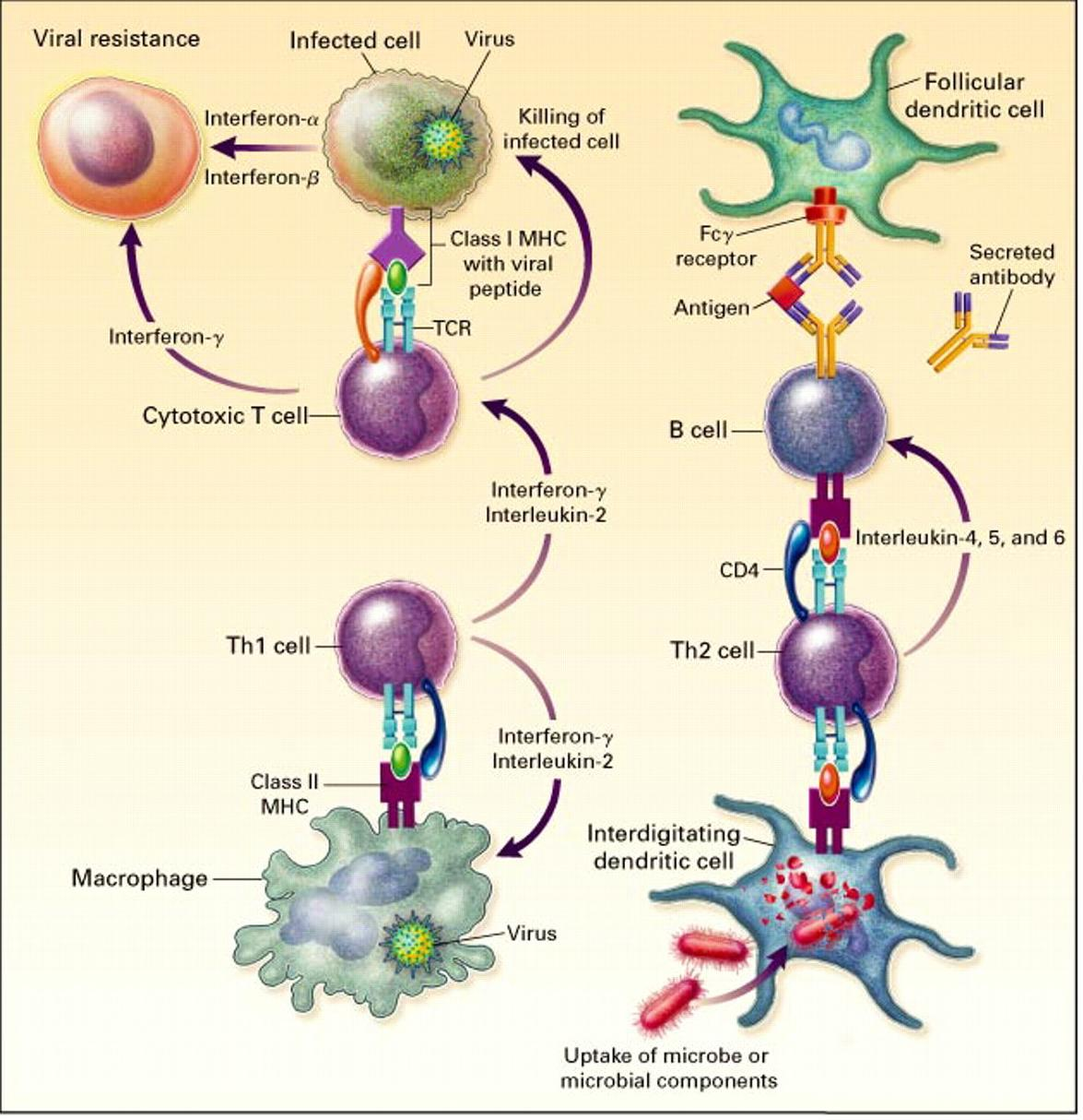 An overview of lymphocyte responses Delves