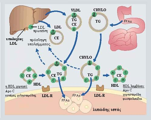 Λιποπρωτεϊνικός Μεταβολισμός μεταφορά τριγλυκεριδίων στους