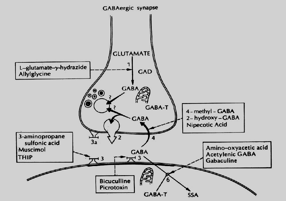 GABA